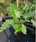 Portora Alocasia